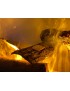 Caminetto MaisonFire elettrico ad acqua BRACE 50 e 100 METAL